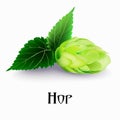 Vector illustration of a hop plant. Royalty Free Stock Photo